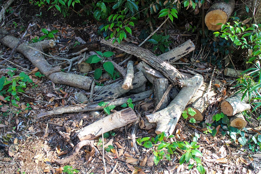 キャンプ区画の付近には切り揃えられた薪が置かれている