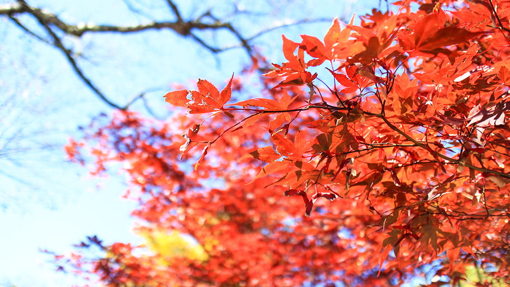 紅葉し始めたもみじ