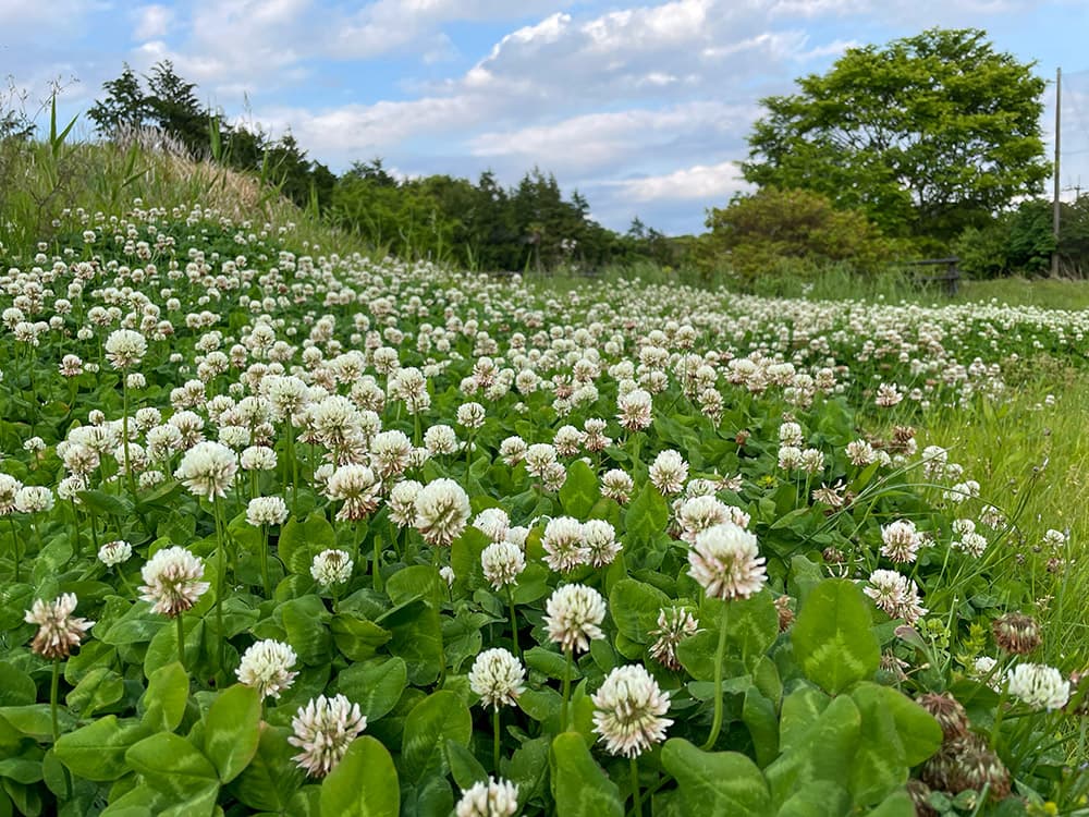 ソロ（デュオ）フリーサイトに無数の花を咲かせるシロツメクサ